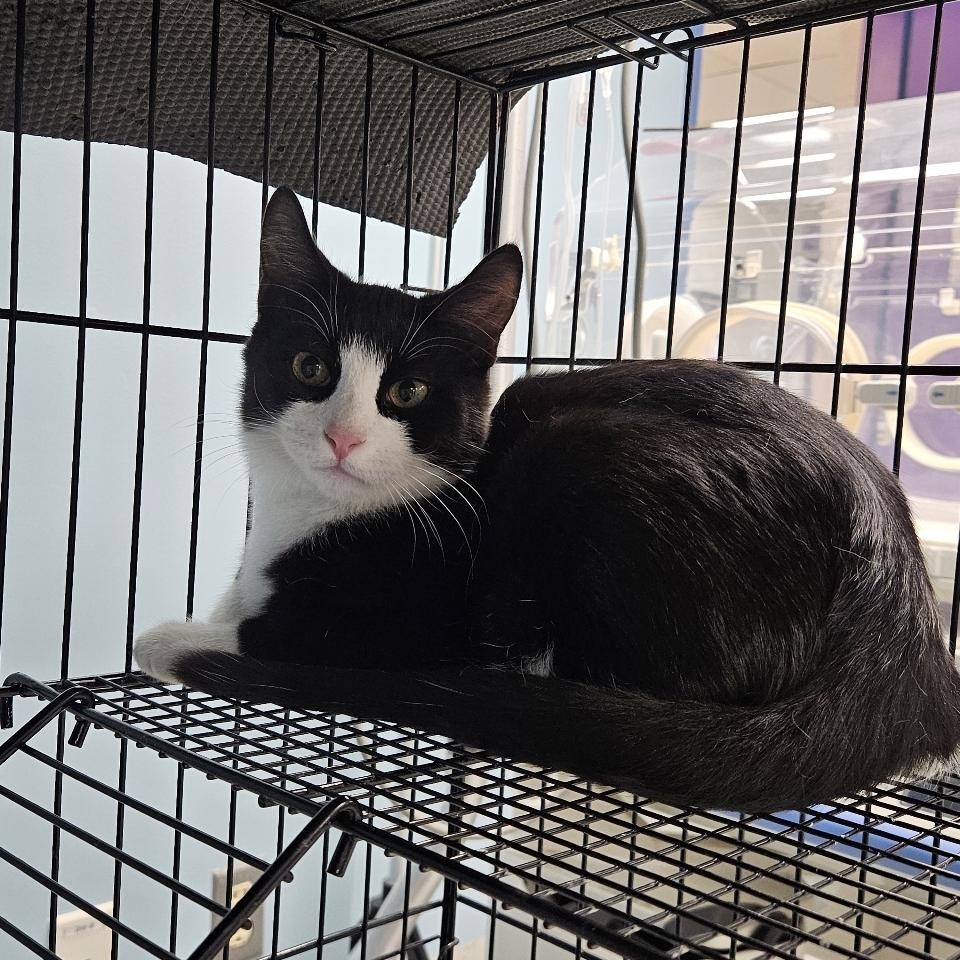 Olive, a Adoptable Domestic Short Hair in Richboro, PA image 1/3