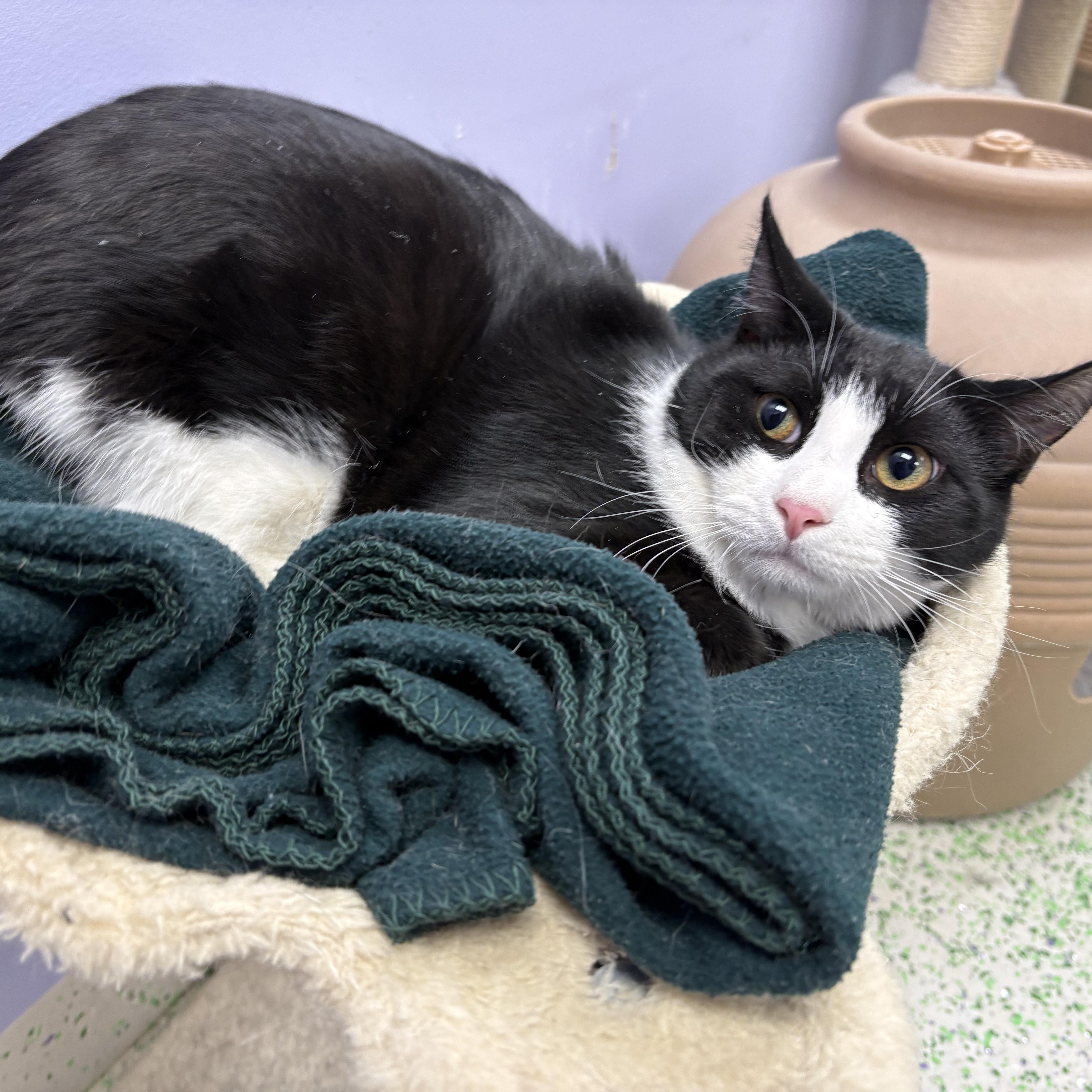 Enlarge Olive, a Adoptable Domestic Short Hair in Richboro, PA image 5/6