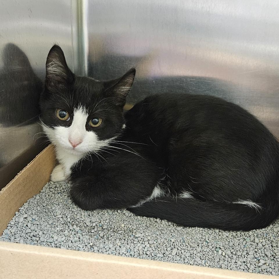 Olive, a Adoptable Domestic Short Hair in Richboro, PA image 2/3