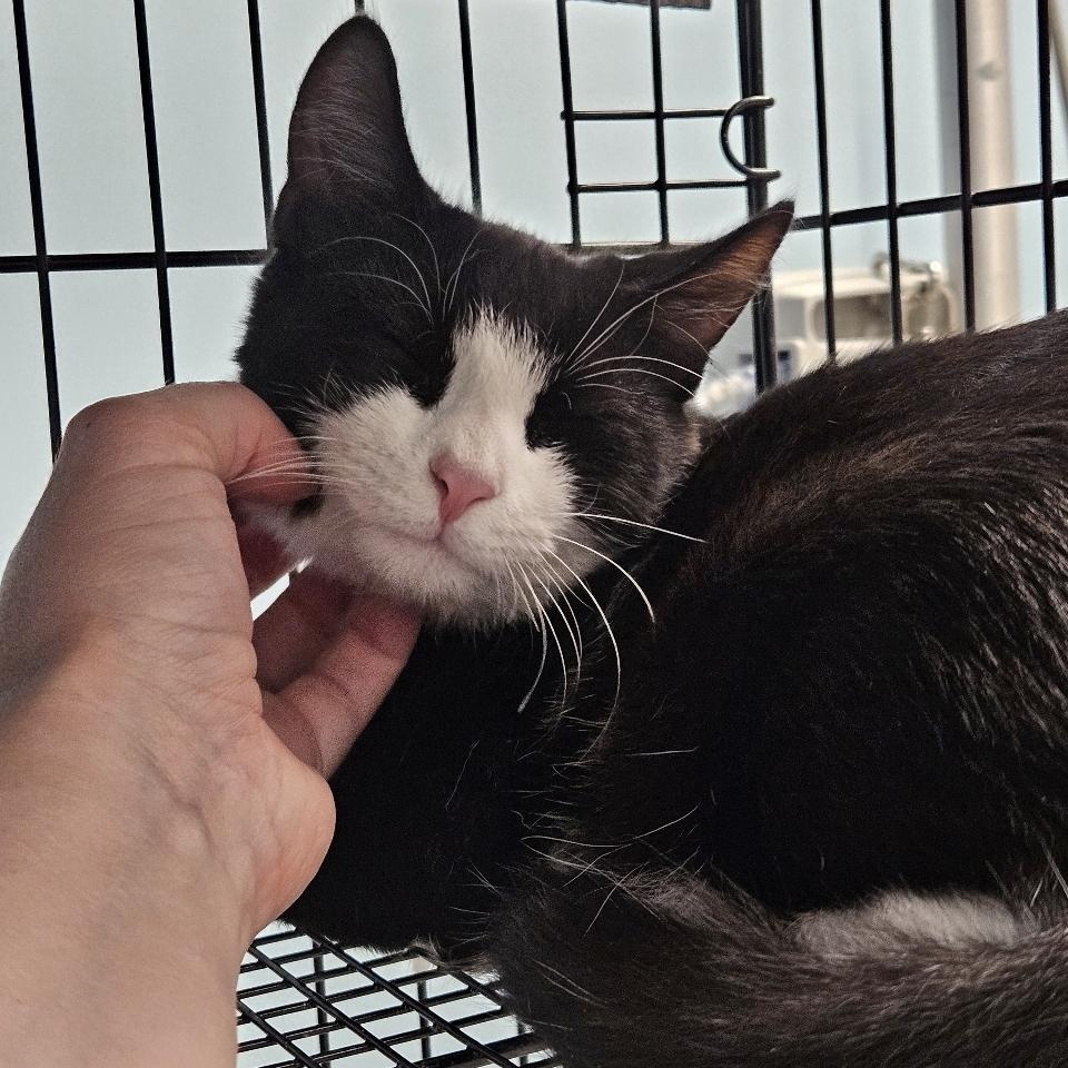 Olive, a Adoptable Domestic Short Hair in Richboro, PA image 3/3