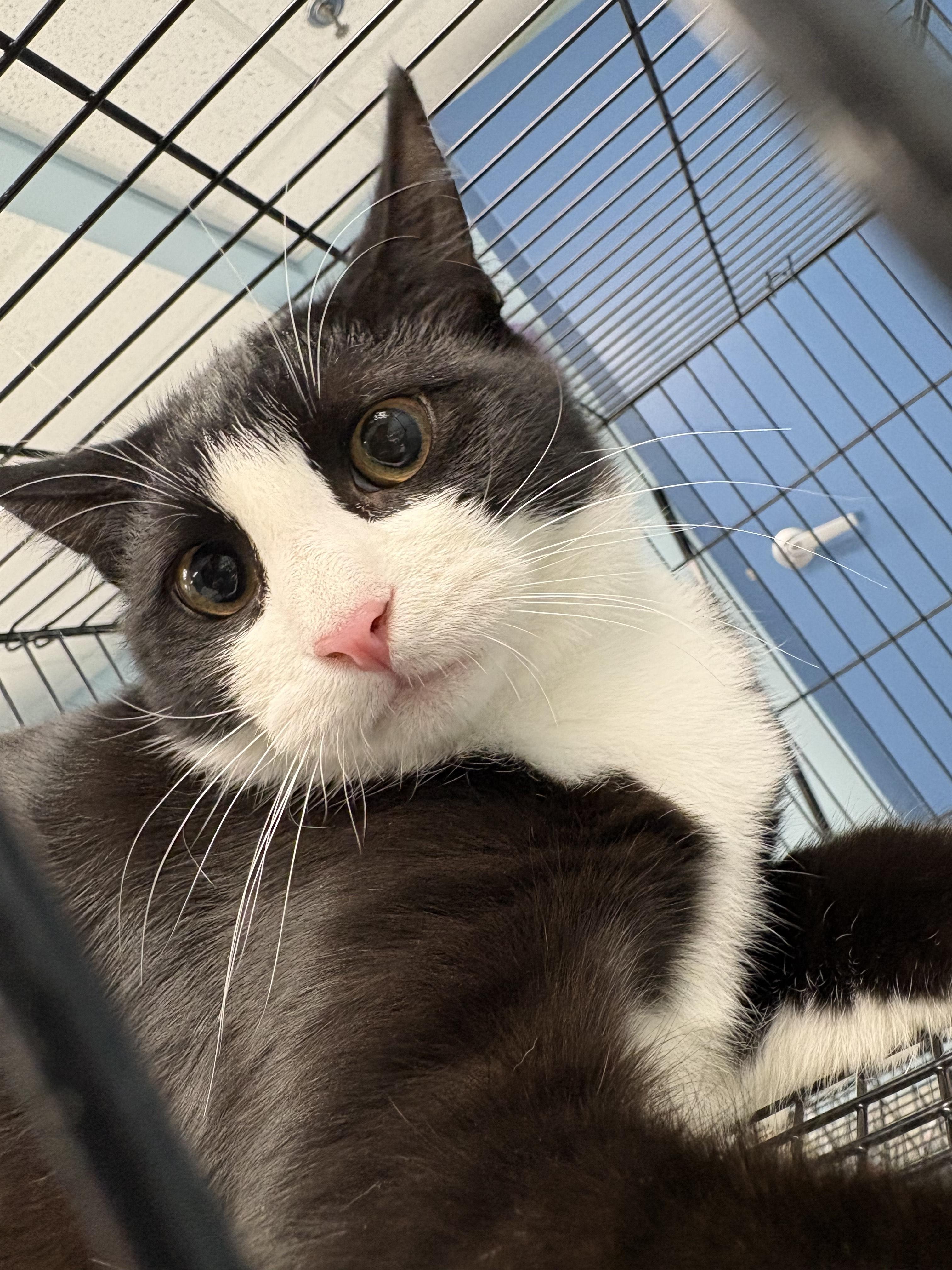 Enlarge Olive, a Adoptable Domestic Short Hair in Richboro, PA image 6/6