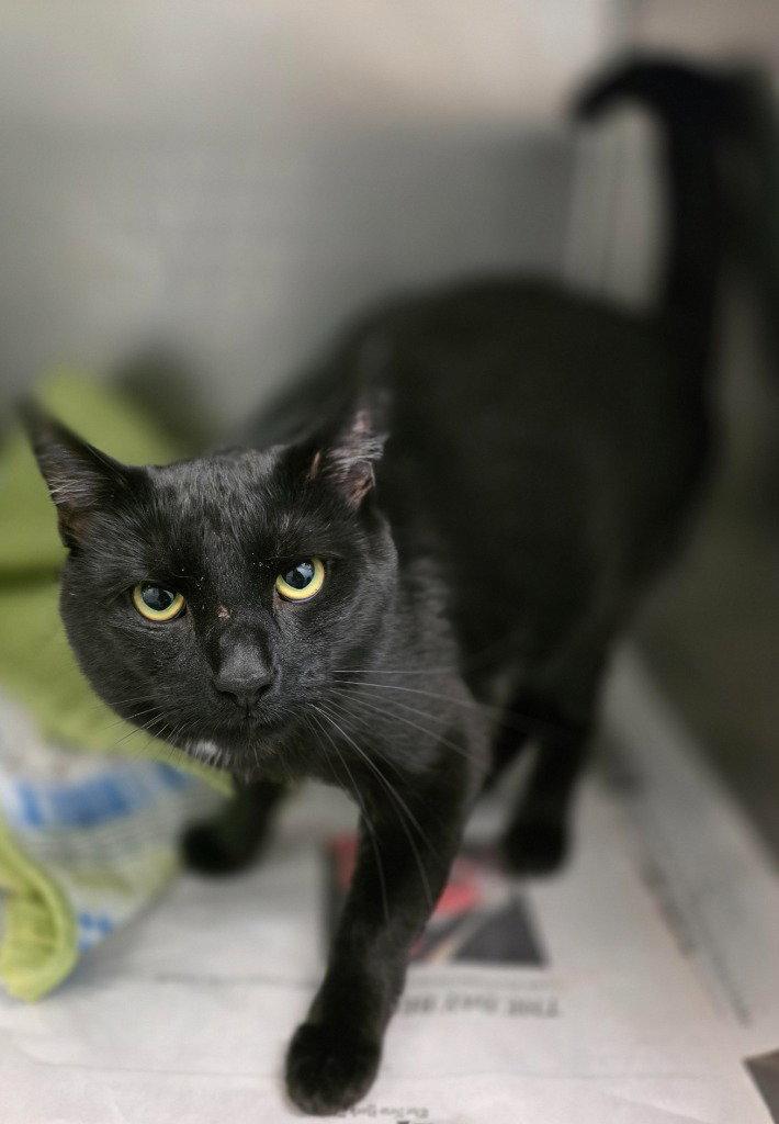 Enlarge CA 117 Herne HHS RRP, a Adoptable Domestic Short Hair in Glen Allen, VA image 1/1