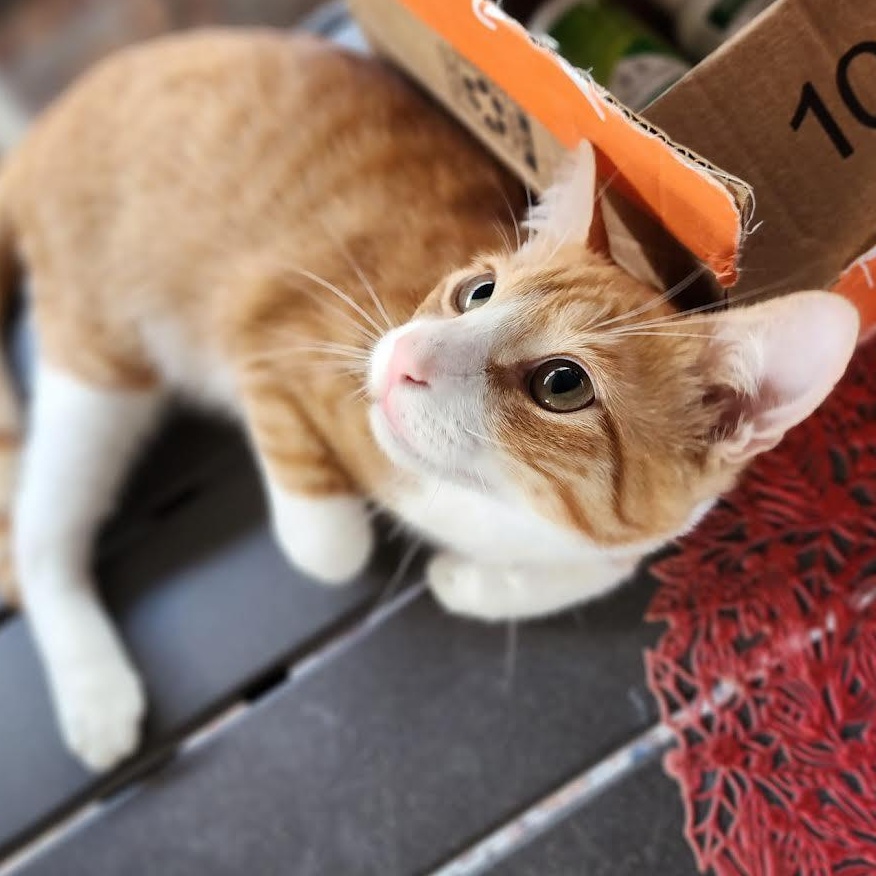 Mickey, a Adoptable Domestic Short Hair in Salem, NH image 3/5