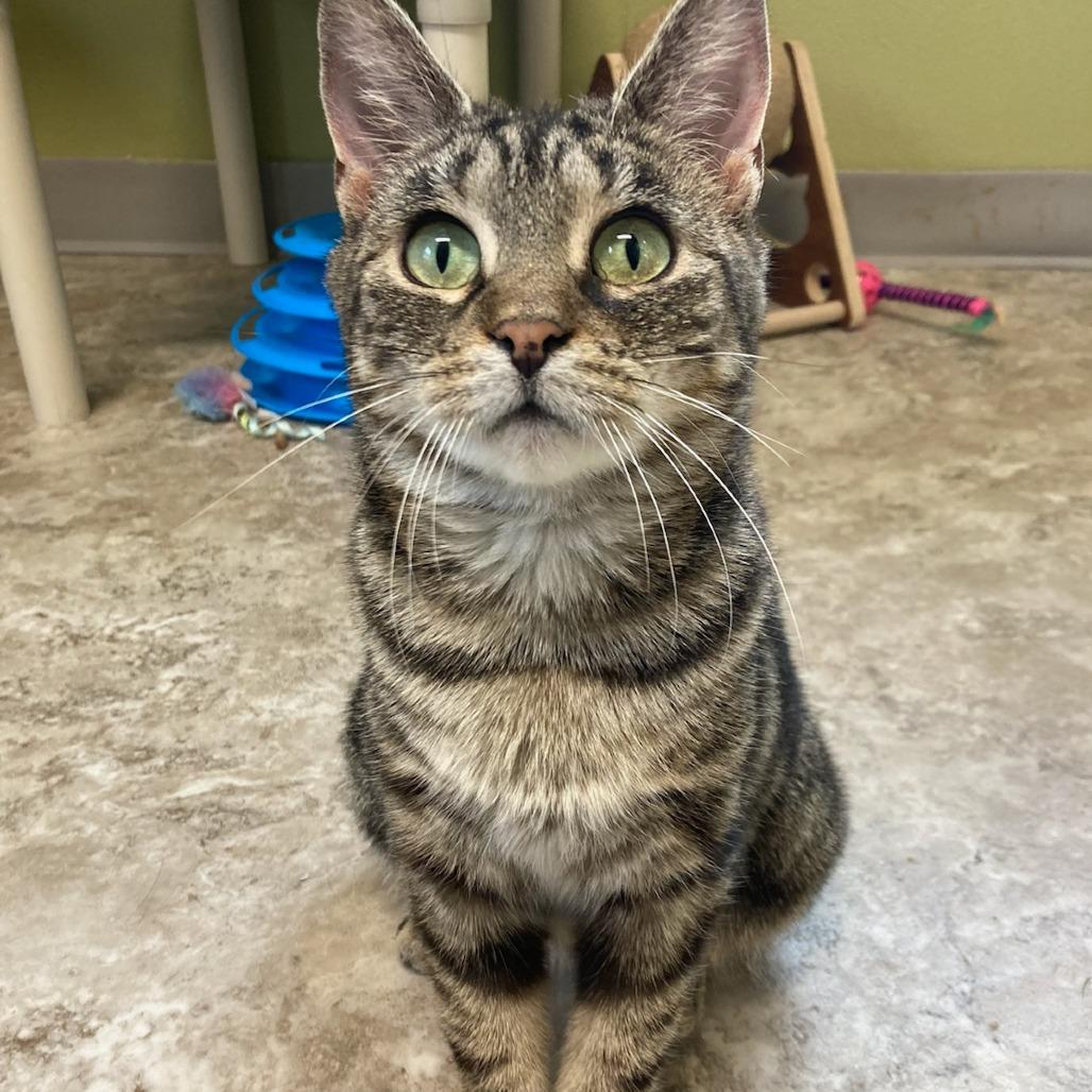 Ella, Adoptable, Adult Female Domestic Short Hair.