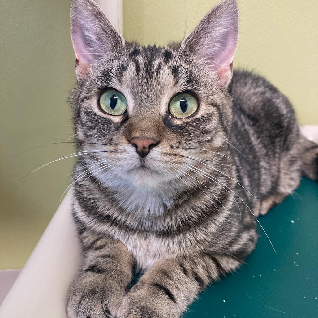 Enlarge Ella, a Adoptable Domestic Short Hair in Attica, NY image 2/3