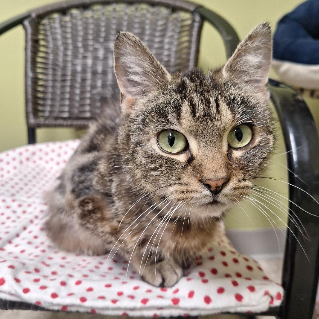 Enlarge Ella, a Adoptable Domestic Short Hair in Attica, NY image 1/1