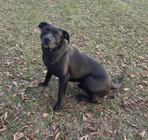Enlarge Bull, a ADOPTABLE mixed breed in South Amboy, NJ image 1/2