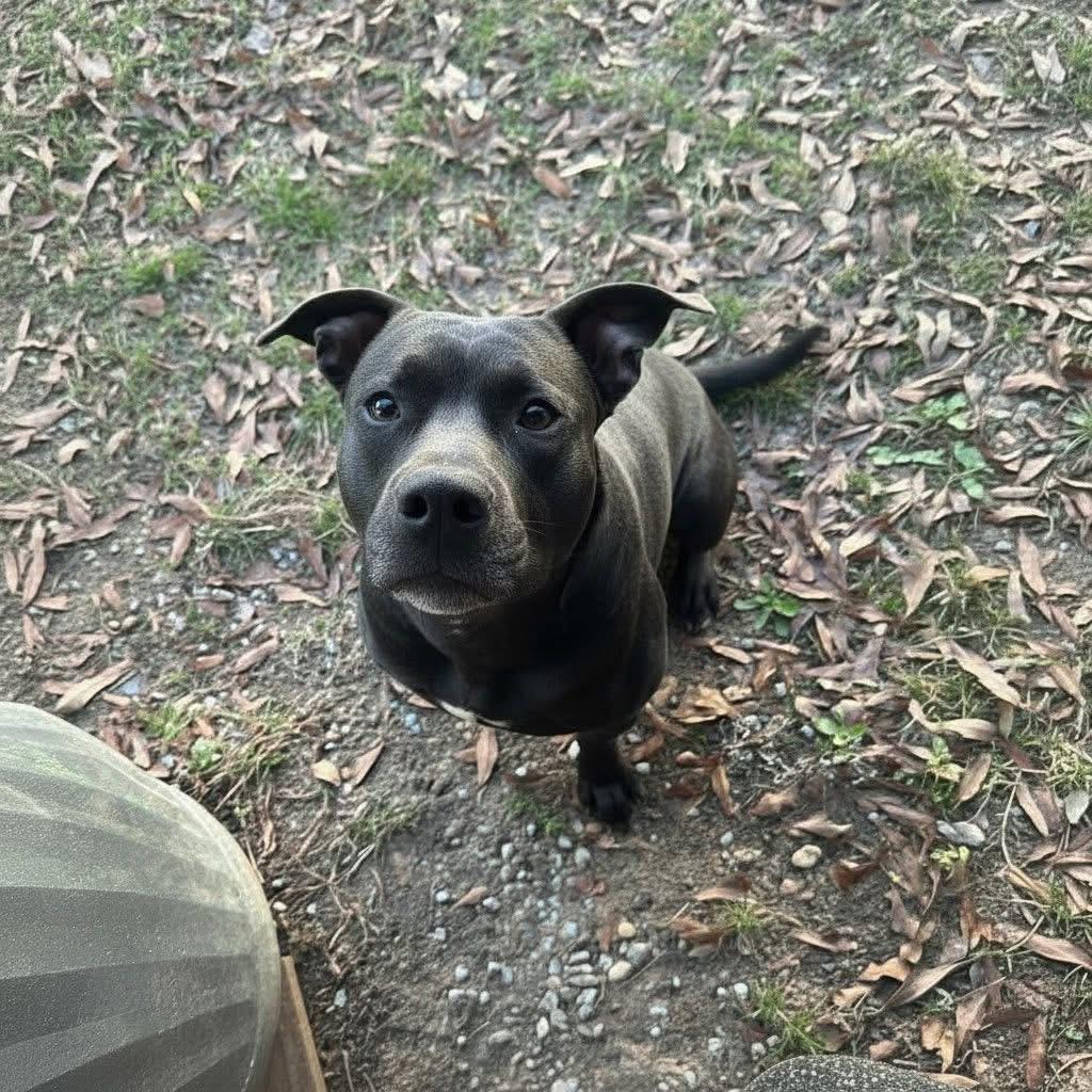 Enlarge Bull, a ADOPTABLE mixed breed in South Amboy, NJ image 2/2