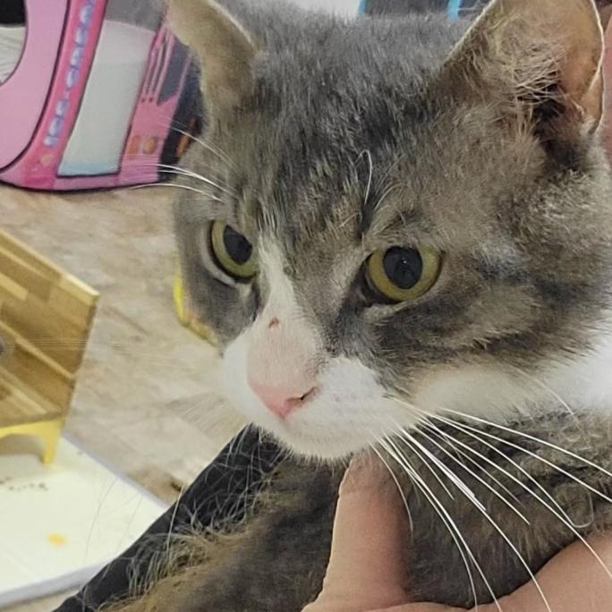 Enlarge Baker, a ADOPTABLE Domestic Short Hair in Astoria, NY image 2/5