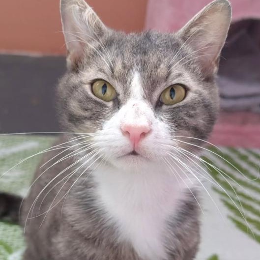 Baker, ADOPTABLE, Adult Male Domestic Short Hair.