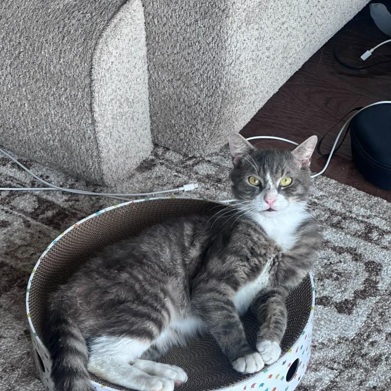 Enlarge Baker, a ADOPTABLE Domestic Short Hair in Astoria, NY image 5/5