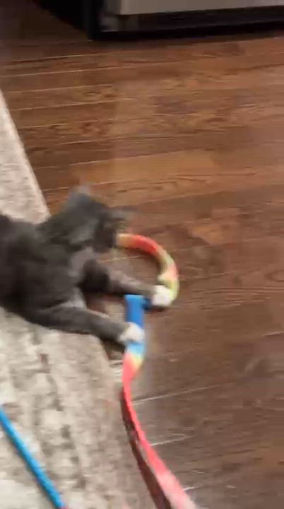 Enlarge Baker, a ADOPTABLE Domestic Short Hair in Astoria, NY video 3/5