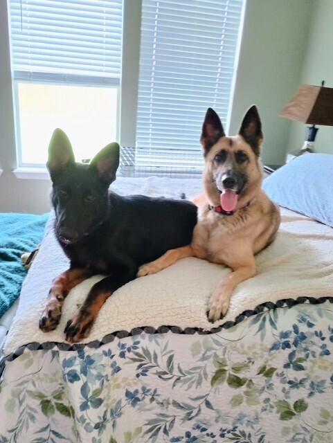 Simmons, Adoptable, Young Male German Shepherd Dog.