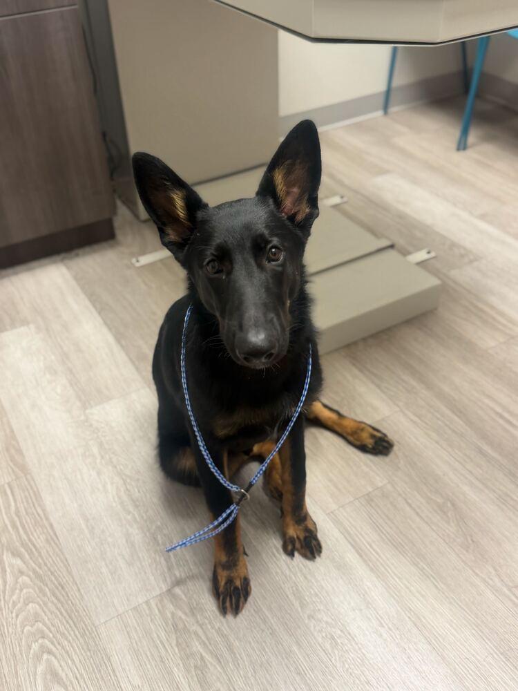 Simmons, a Adoptable German Shepherd Dog in Houston, TX image 2/4