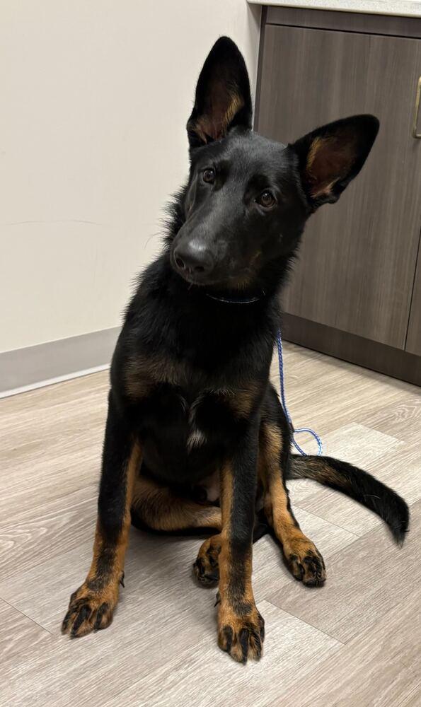 Simmons, a Adoptable German Shepherd Dog in Houston, TX image 3/4