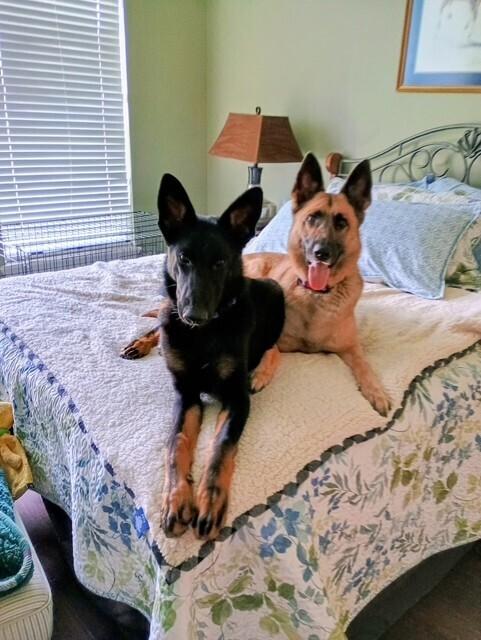 Simmons, a Adoptable German Shepherd Dog in Houston, TX image 4/4