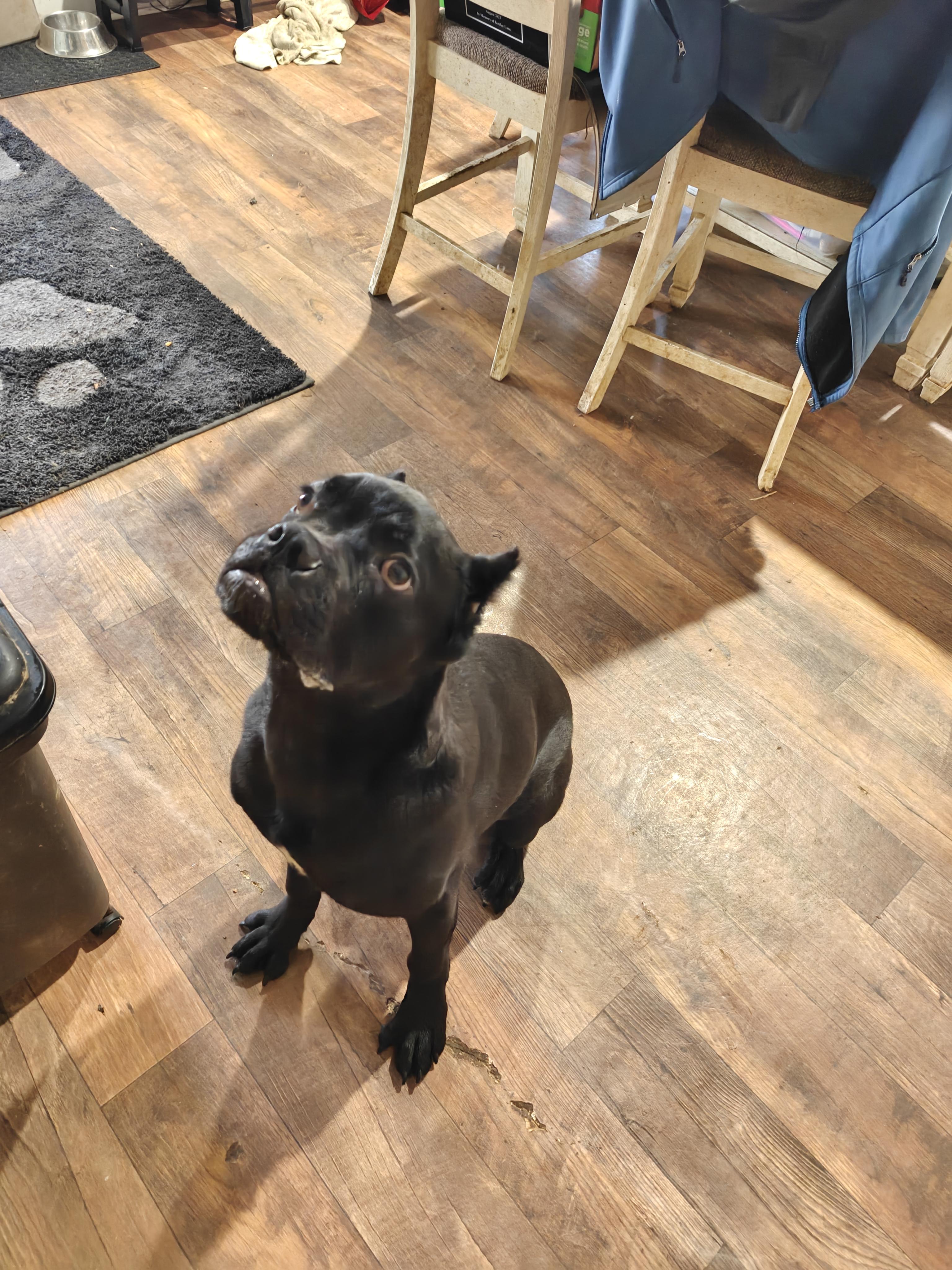 Rocco, Adoptable, Puppy Male Cane Corso & Boxer.