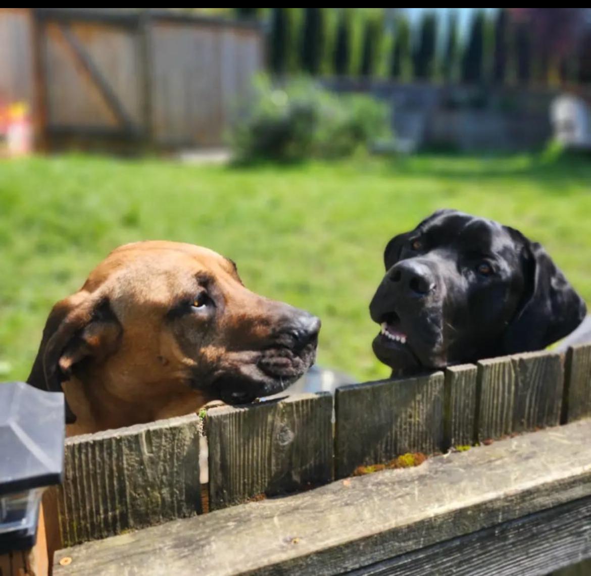 Luther & Taylor, a Adopted mixed breed in Lebec, CA image 1/3
