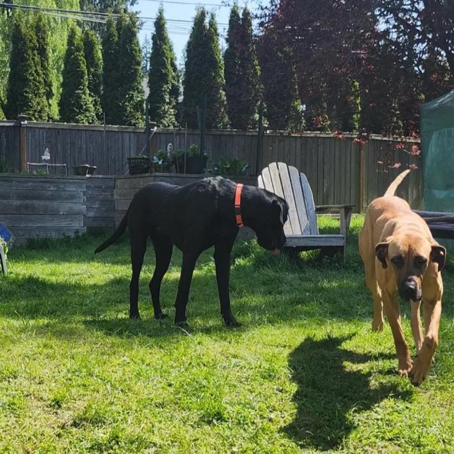 Luther & Taylor, a Adopted mixed breed in Lebec, CA image 2/3