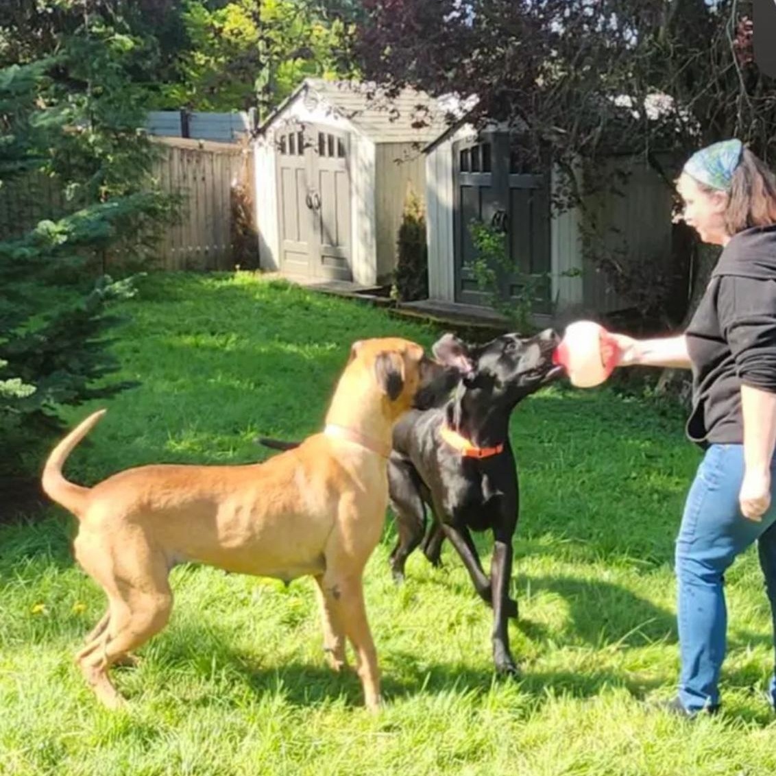 Luther & Taylor, a Adopted mixed breed in Lebec, CA image 3/3