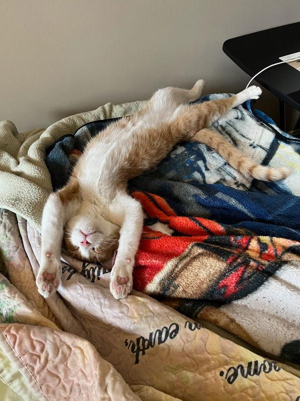 Mr Katt, Adoptable, Adult Male Tabby & Domestic Short Hair.