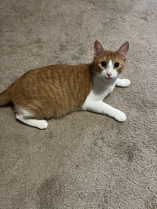 Enlarge Mr Katt, a Adoptable mixed breed in Pineville, LA image 2/2