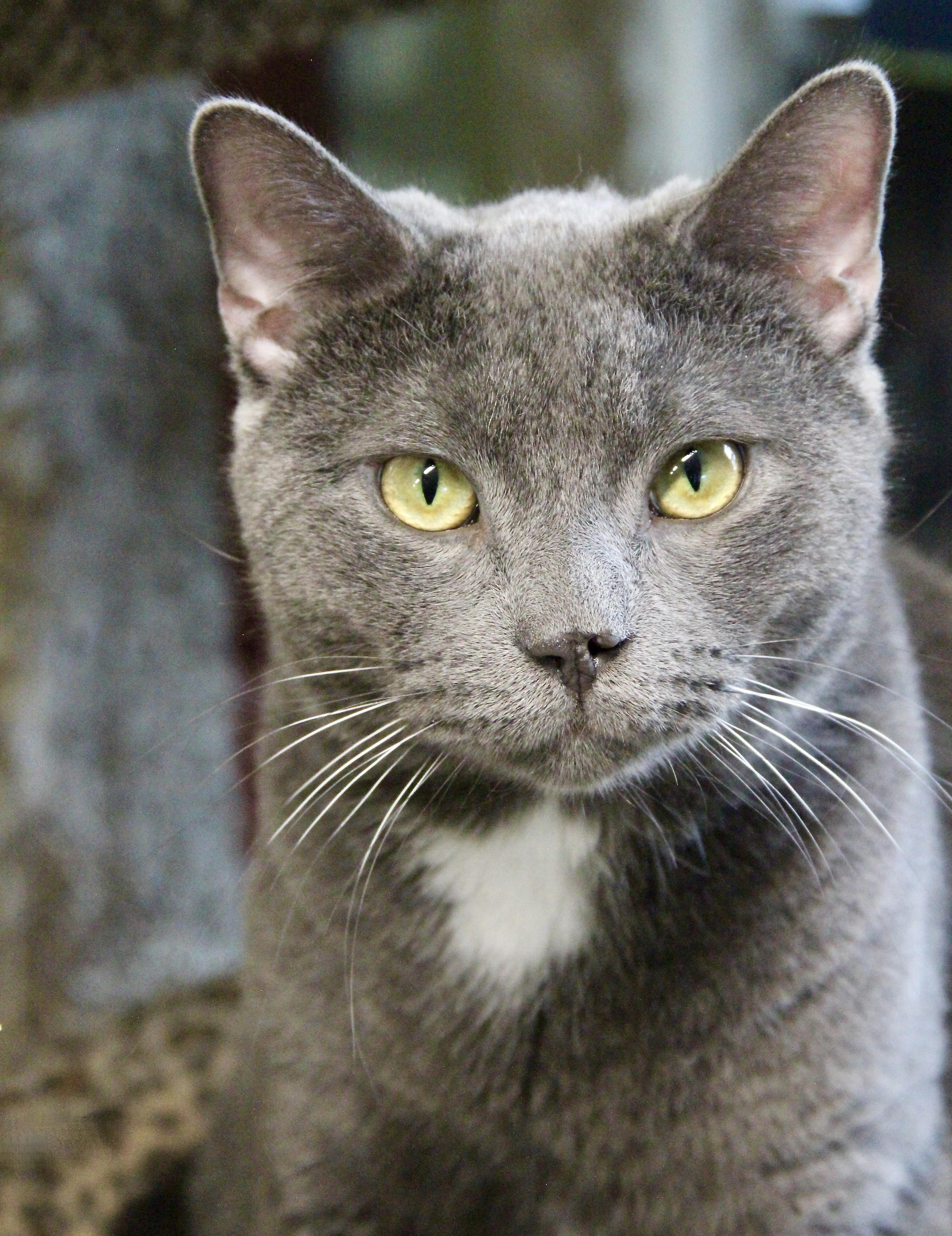 Enlarge Moose, an adoptable Domestic Short Hair in Warwick, RI image 3/6