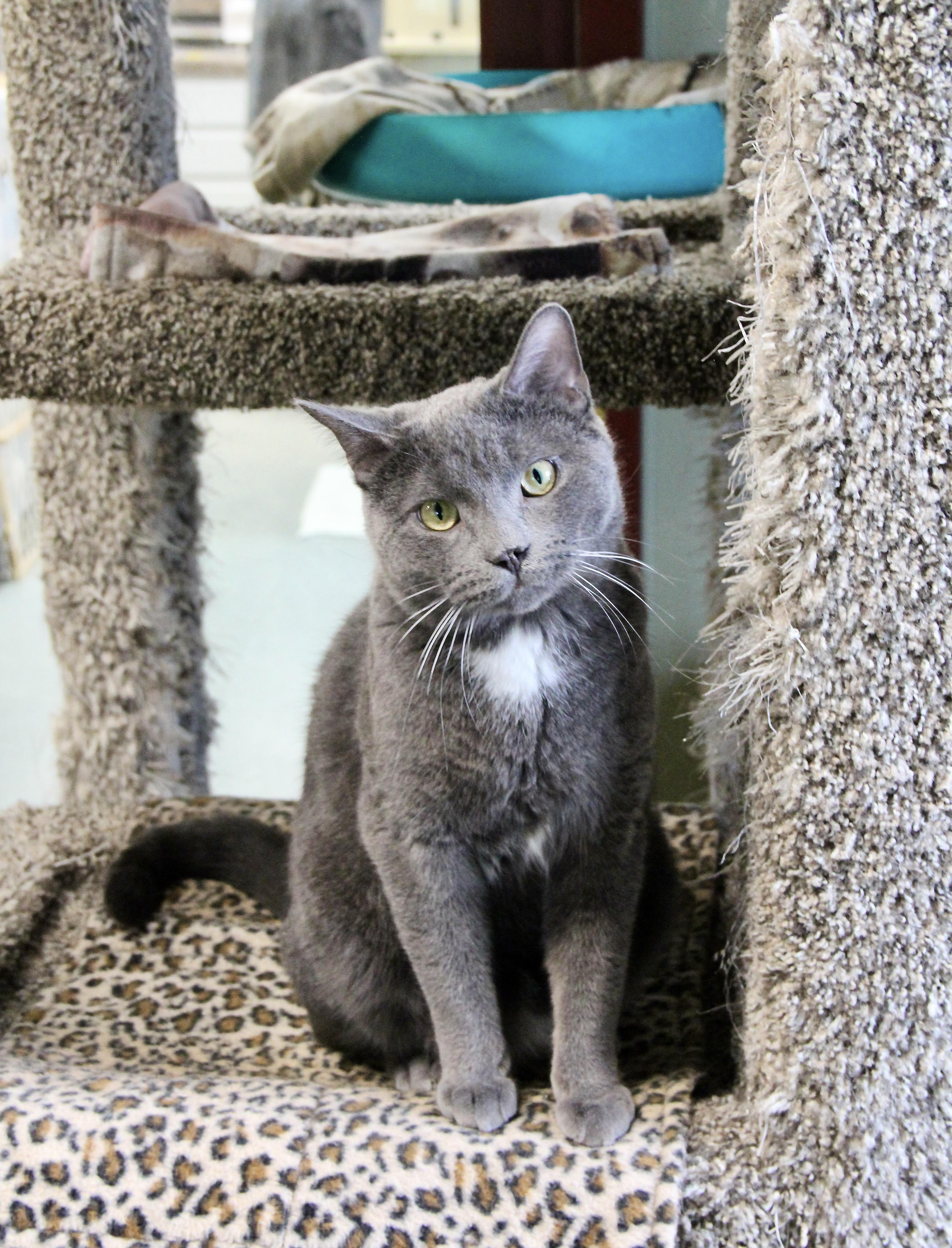 Enlarge Moose, an adoptable Domestic Short Hair in Warwick, RI image 2/6