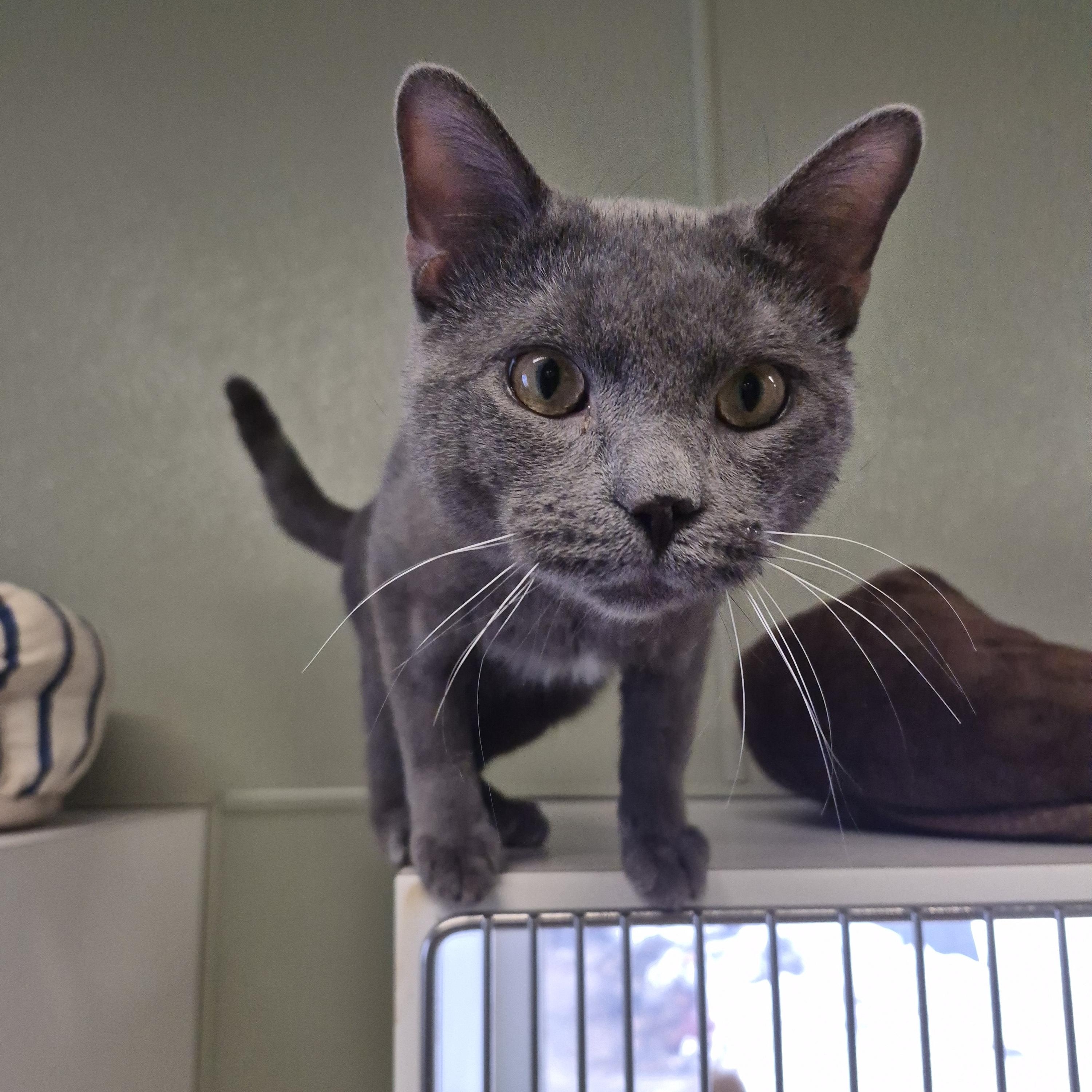 Enlarge Moose, a ADOPTABLE Domestic Short Hair in Warwick, RI image 3/5