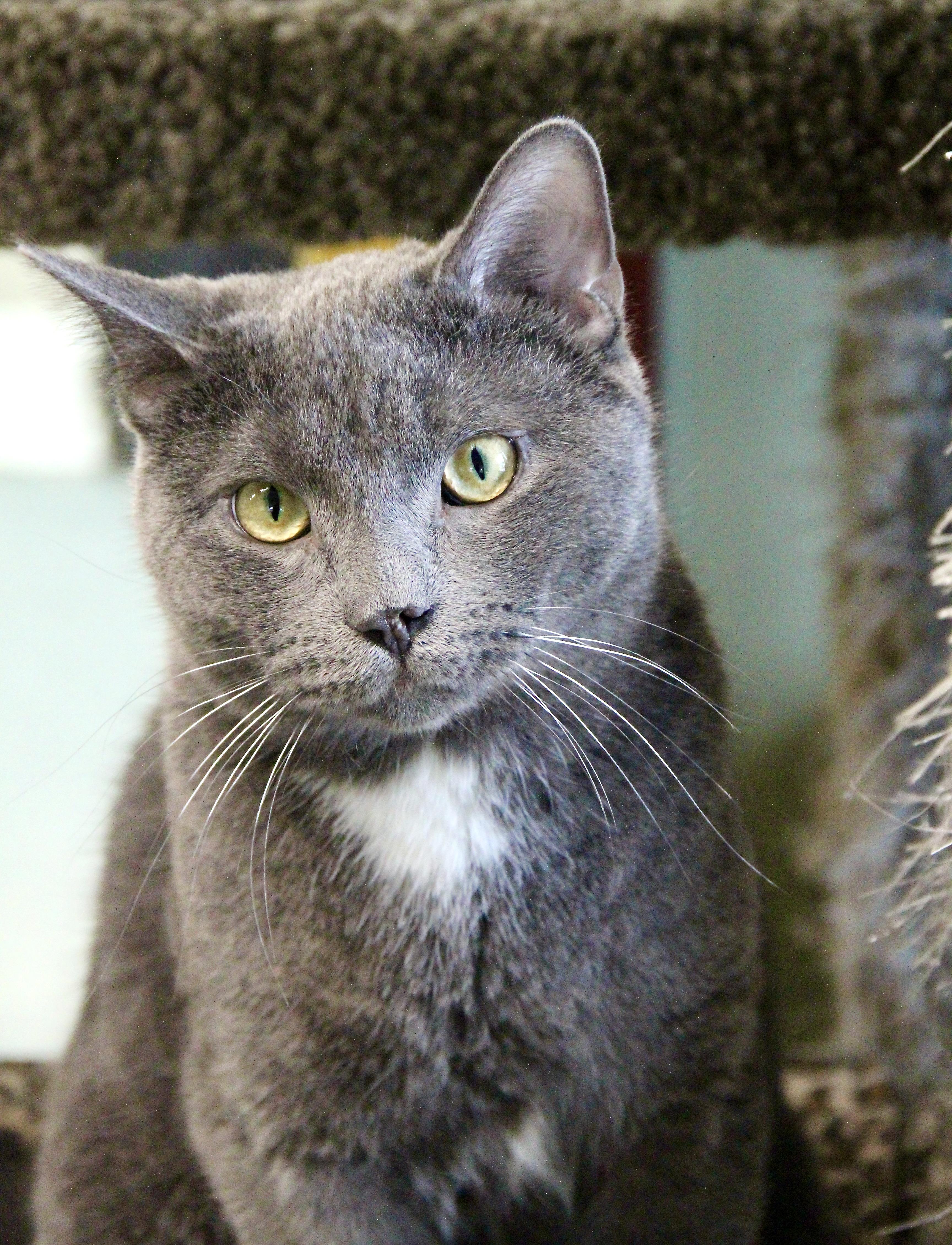 Enlarge Moose, an adoptable Domestic Short Hair in Warwick, RI image 1/6