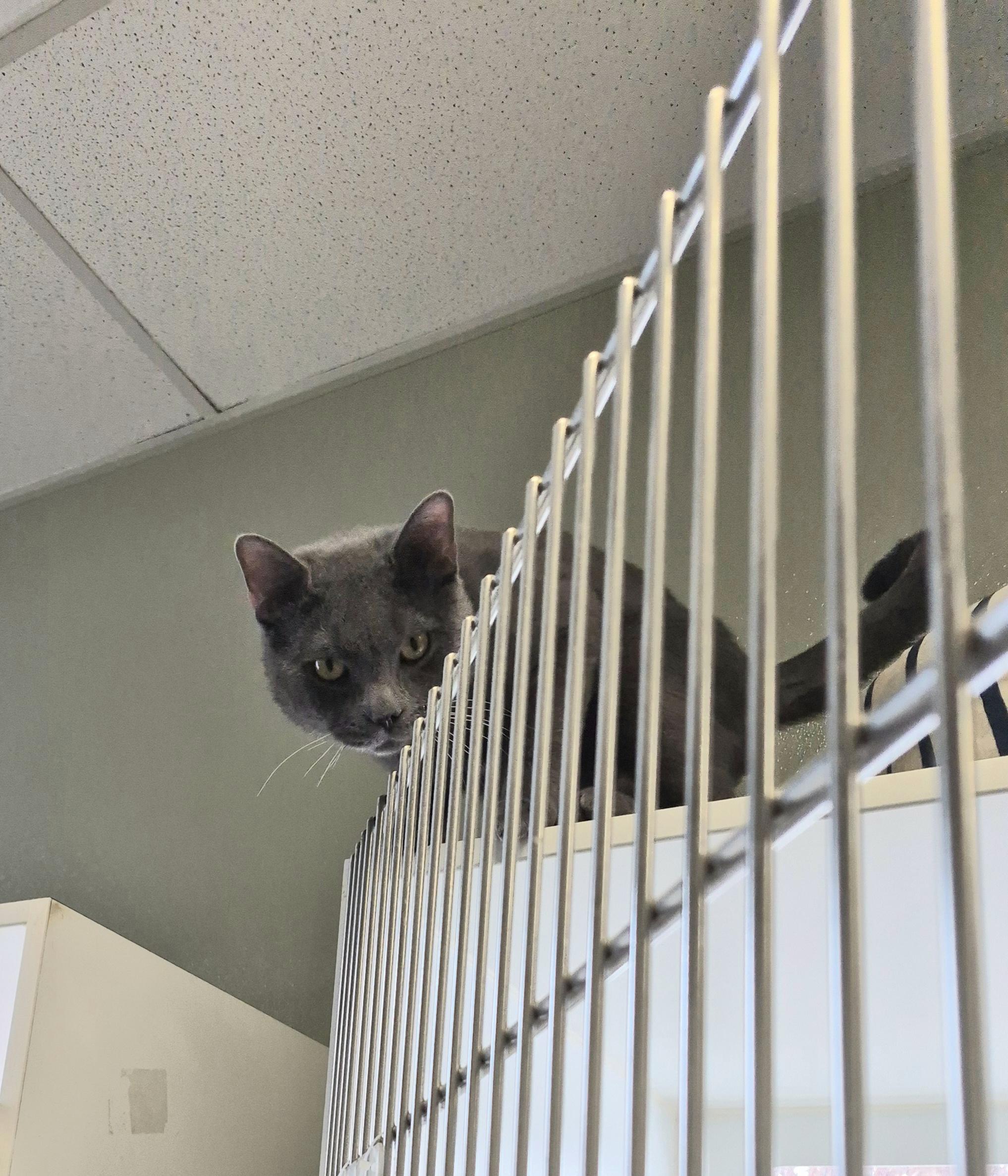 Enlarge Moose, a ADOPTABLE Domestic Short Hair in Warwick, RI image 4/5