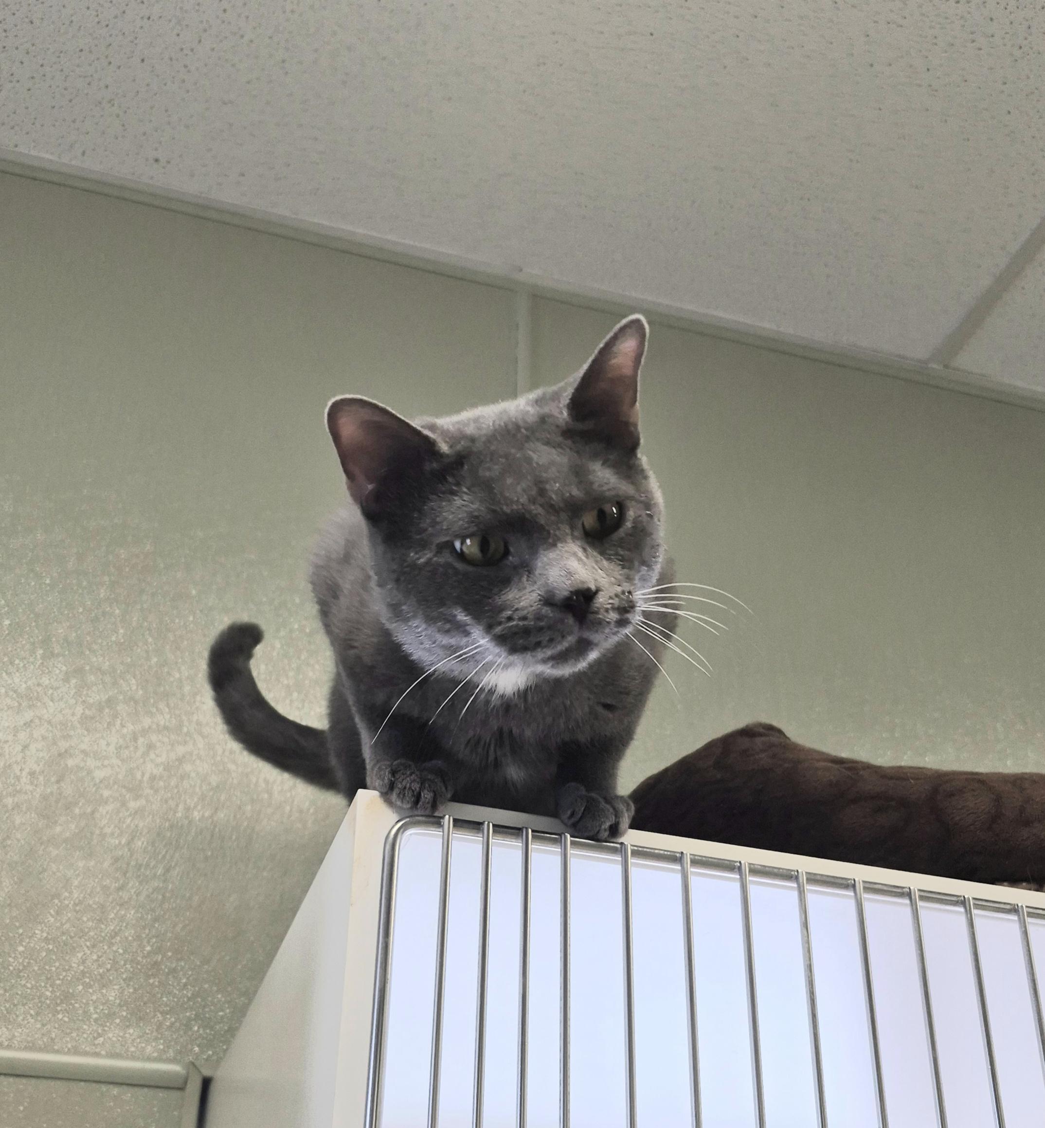 Enlarge Moose, a ADOPTABLE Domestic Short Hair in Warwick, RI image 2/5
