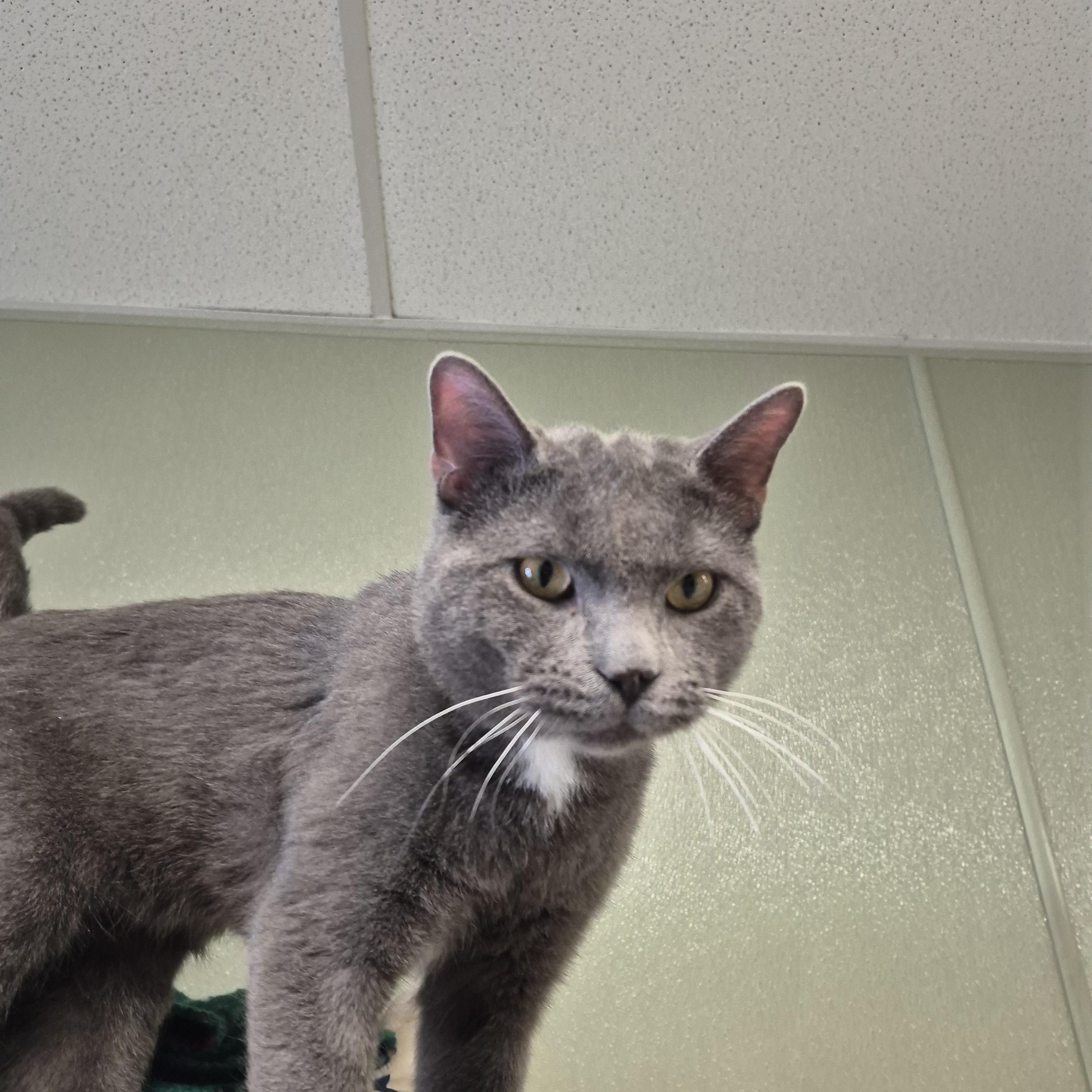 Moose, ADOPTABLE, Young Male Domestic Short Hair.