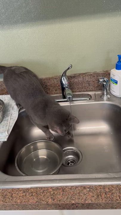 Enlarge Moose, a ADOPTABLE Domestic Short Hair in Warwick, RI video 5/5