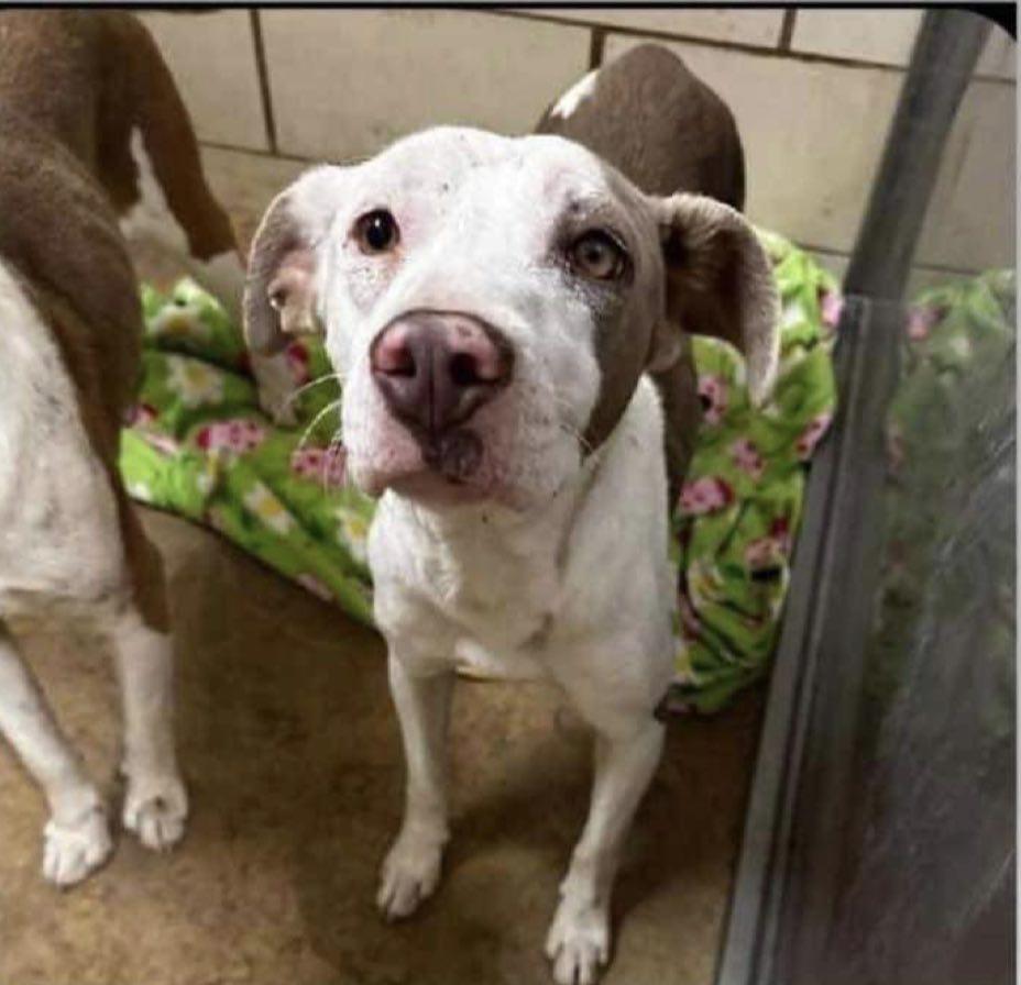 Enlarge Daisy, a Adopted Pit Bull Terrier in Coralville, IA image 2/6