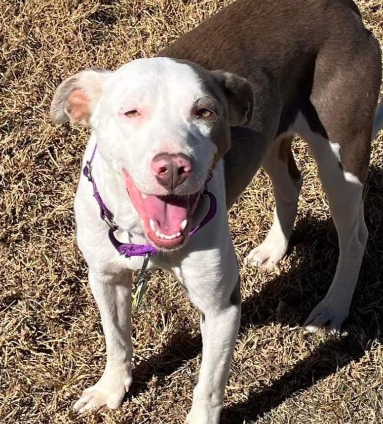 Enlarge Daisy, a Adopted Pit Bull Terrier in Coralville, IA image 6/6