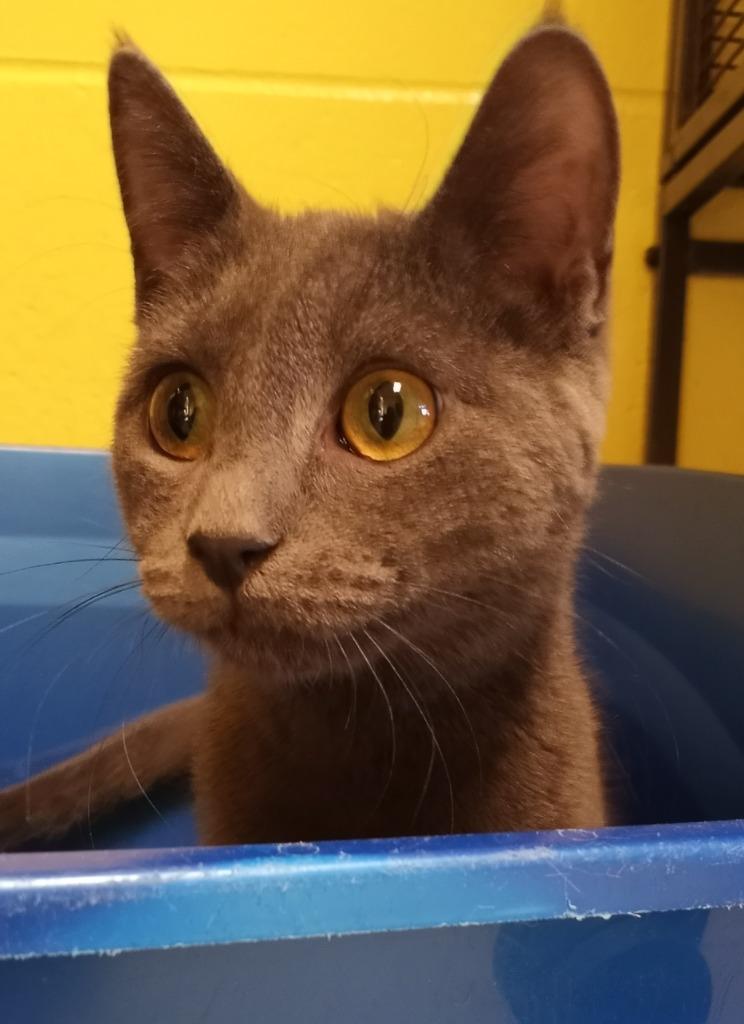 Lia, Adoptable, Young Female Domestic Short Hair.