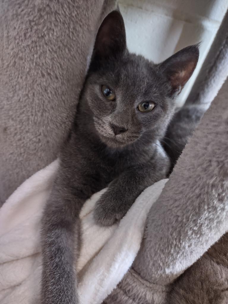 Lia, Adoptable, Young Female Domestic Short Hair.