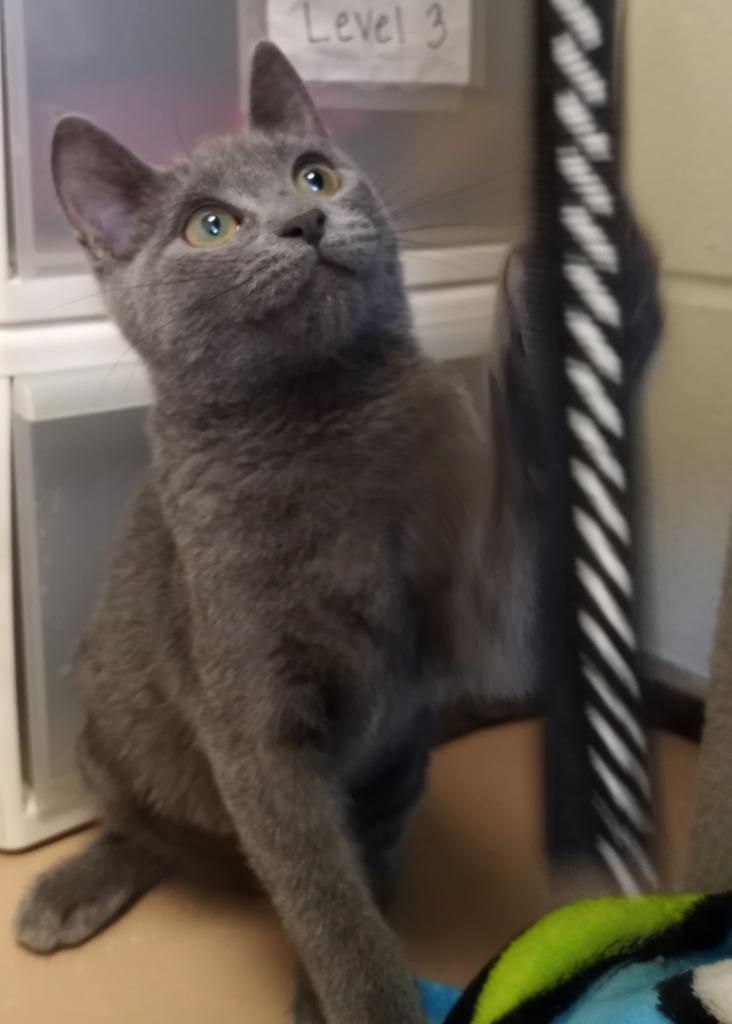 Lia, a Adoptable mixed breed in Hamilton, OH image 2/3