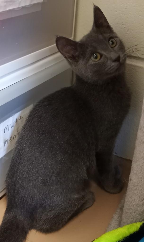 Lia, a Adoptable mixed breed in Hamilton, OH image 3/3