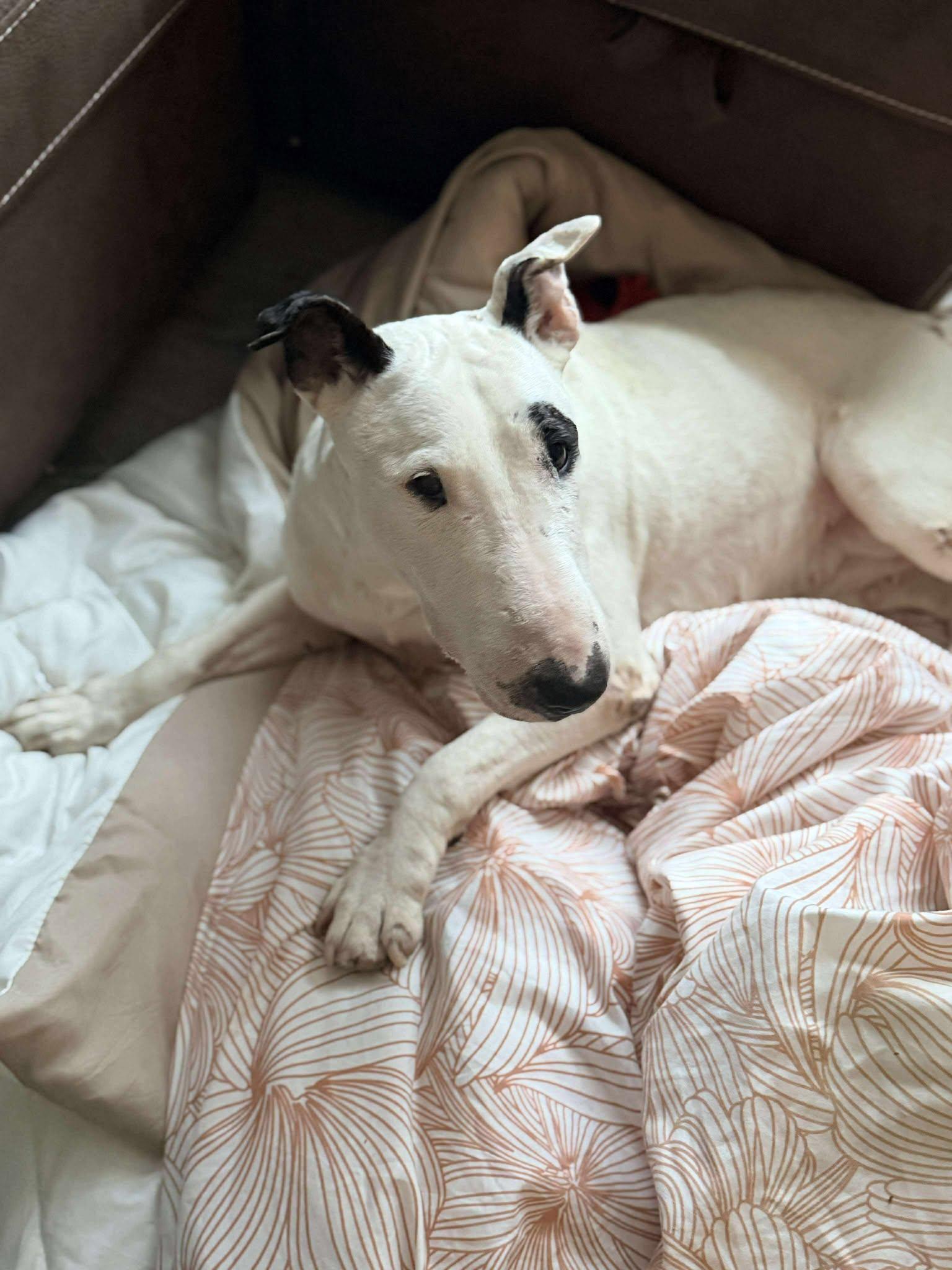 Enlarge 25-088 Ez, a Adoptable Bull Terrier in New York, NY image 1/6