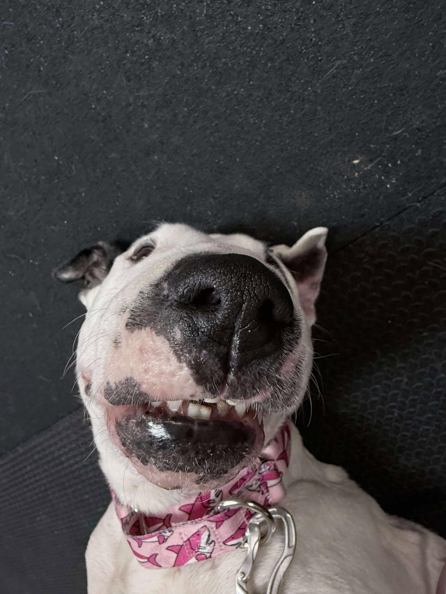 Enlarge 25-088 Ez, a Adoptable Bull Terrier in New York, NY image 2/6