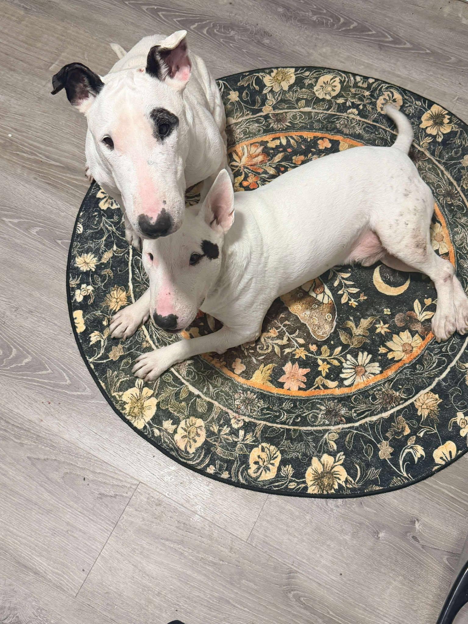 Enlarge 25-088 Ez, a Adoptable Bull Terrier in New York, NY image 6/6