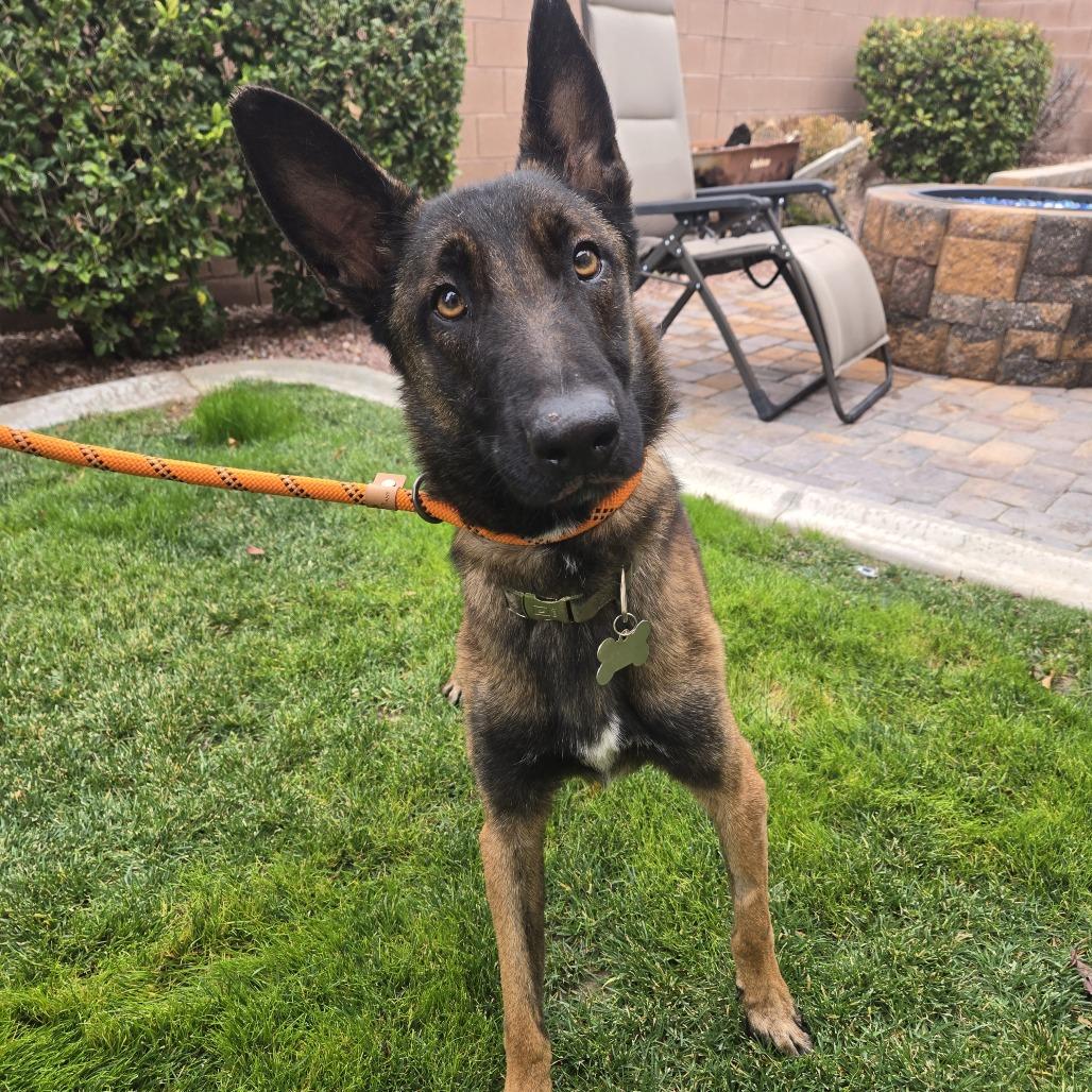 Enlarge Hanse, a Adoptable Belgian Shepherd / Malinois in Las Vegas, NV image 1/2