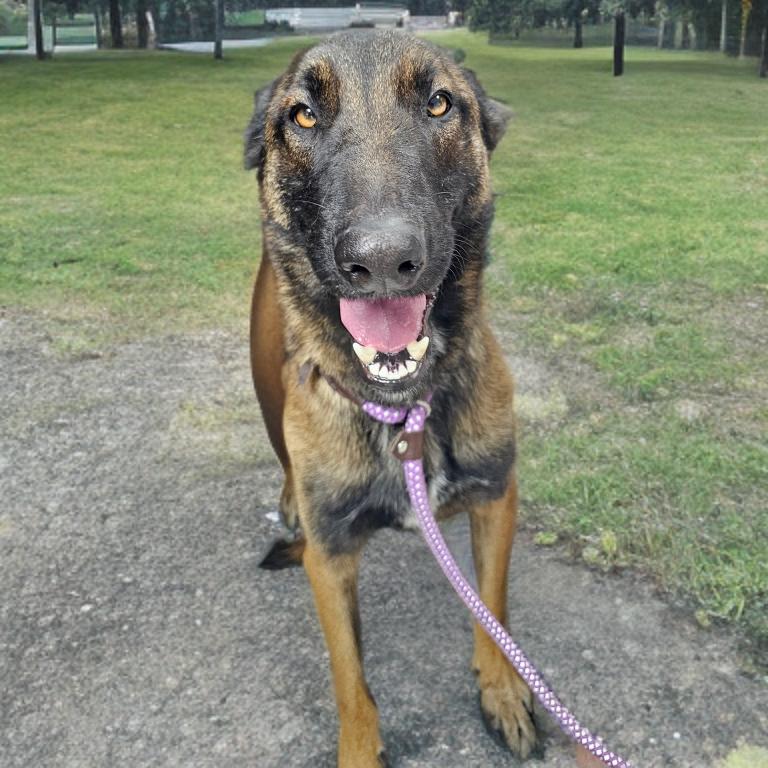 Enlarge Haunse, a Adoptable Belgian Shepherd / Malinois in Las Vegas, NV image 1/1