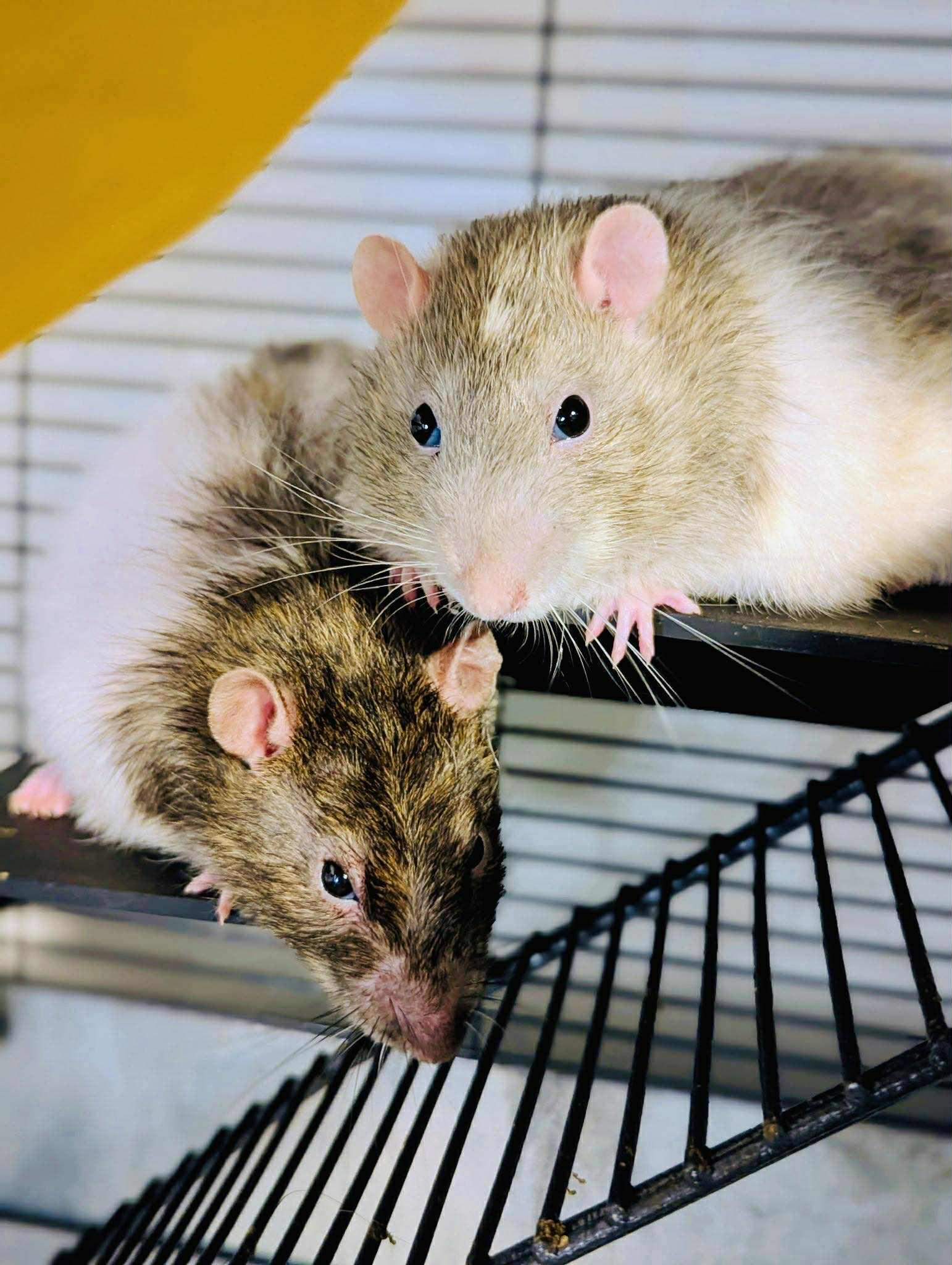 Mittens & Crew, Adoptable, Adult Male Rat.