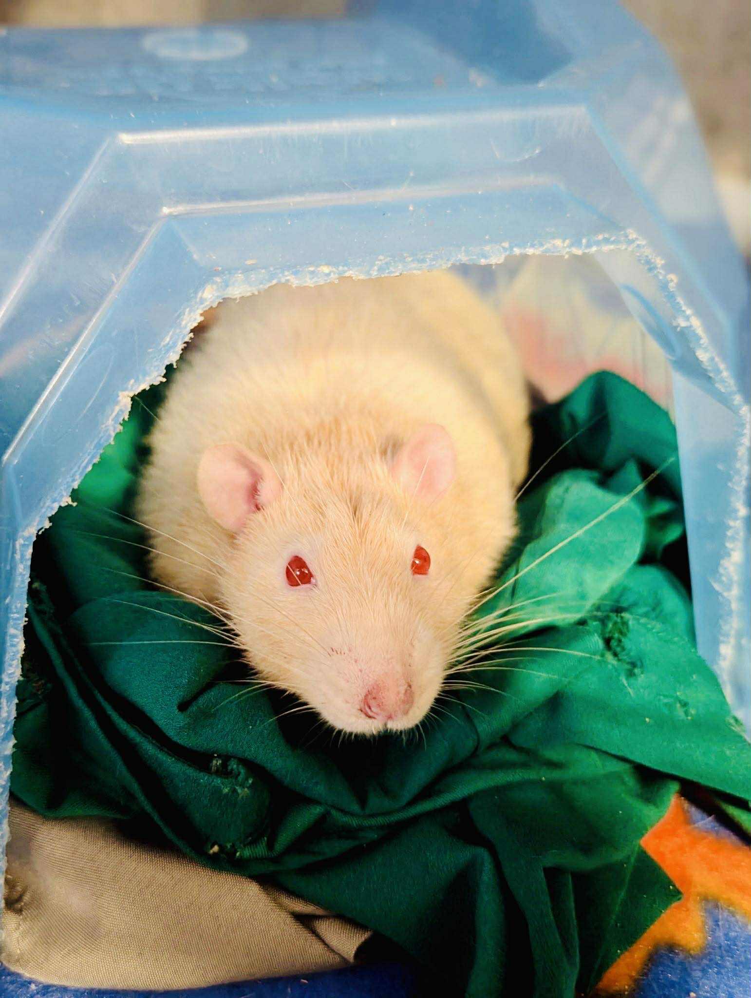 Mittens & Crew, a Adoption Pending Rat in Norcross, GA image 2/4
