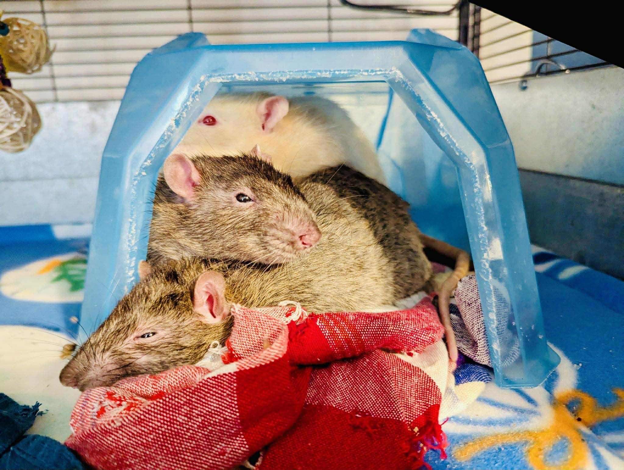 Mittens & Crew, a Adoption Pending Rat in Norcross, GA image 4/4