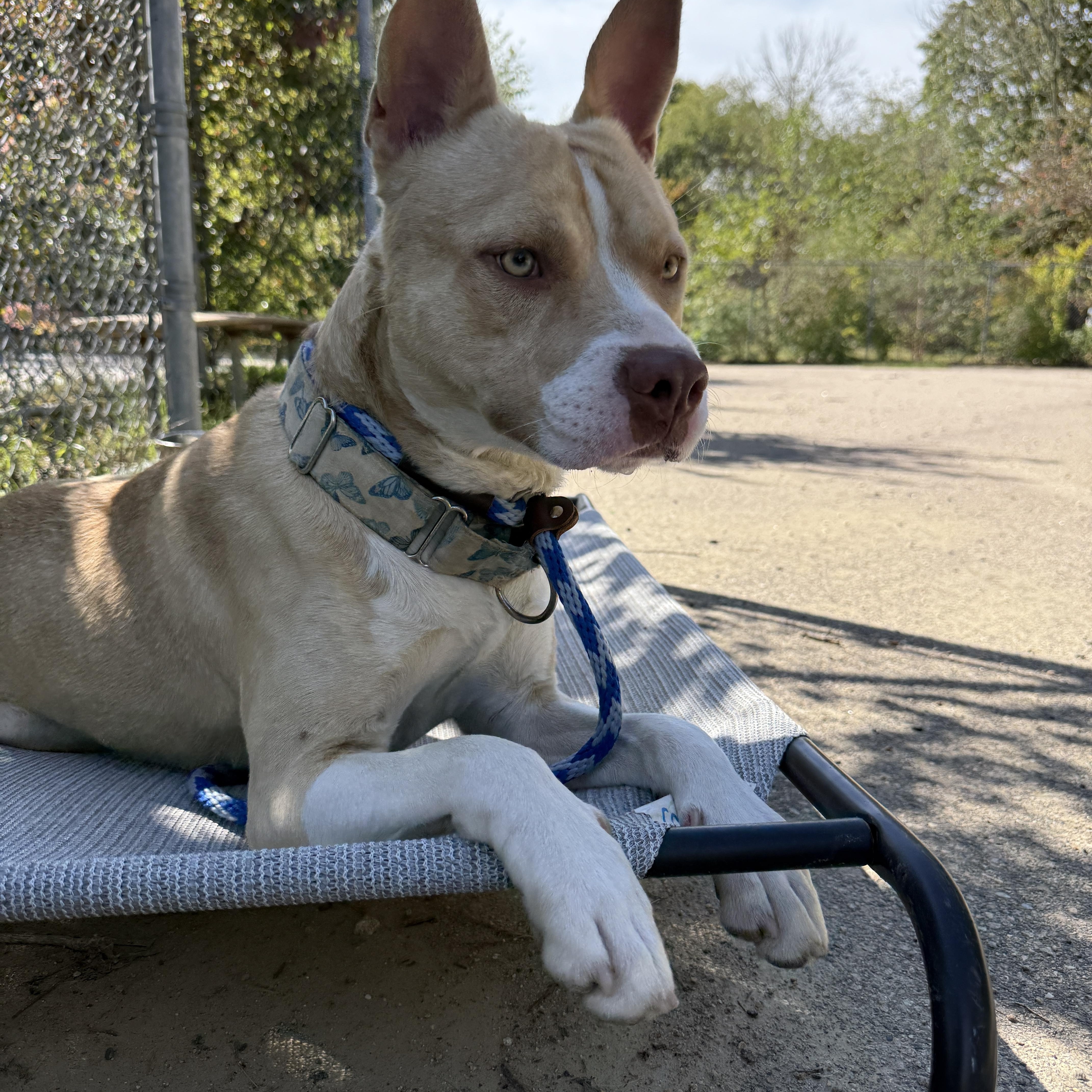 Buzz, Adoptable, Puppy Male Pit Bull Terrier & American Staffordshire Terrier.