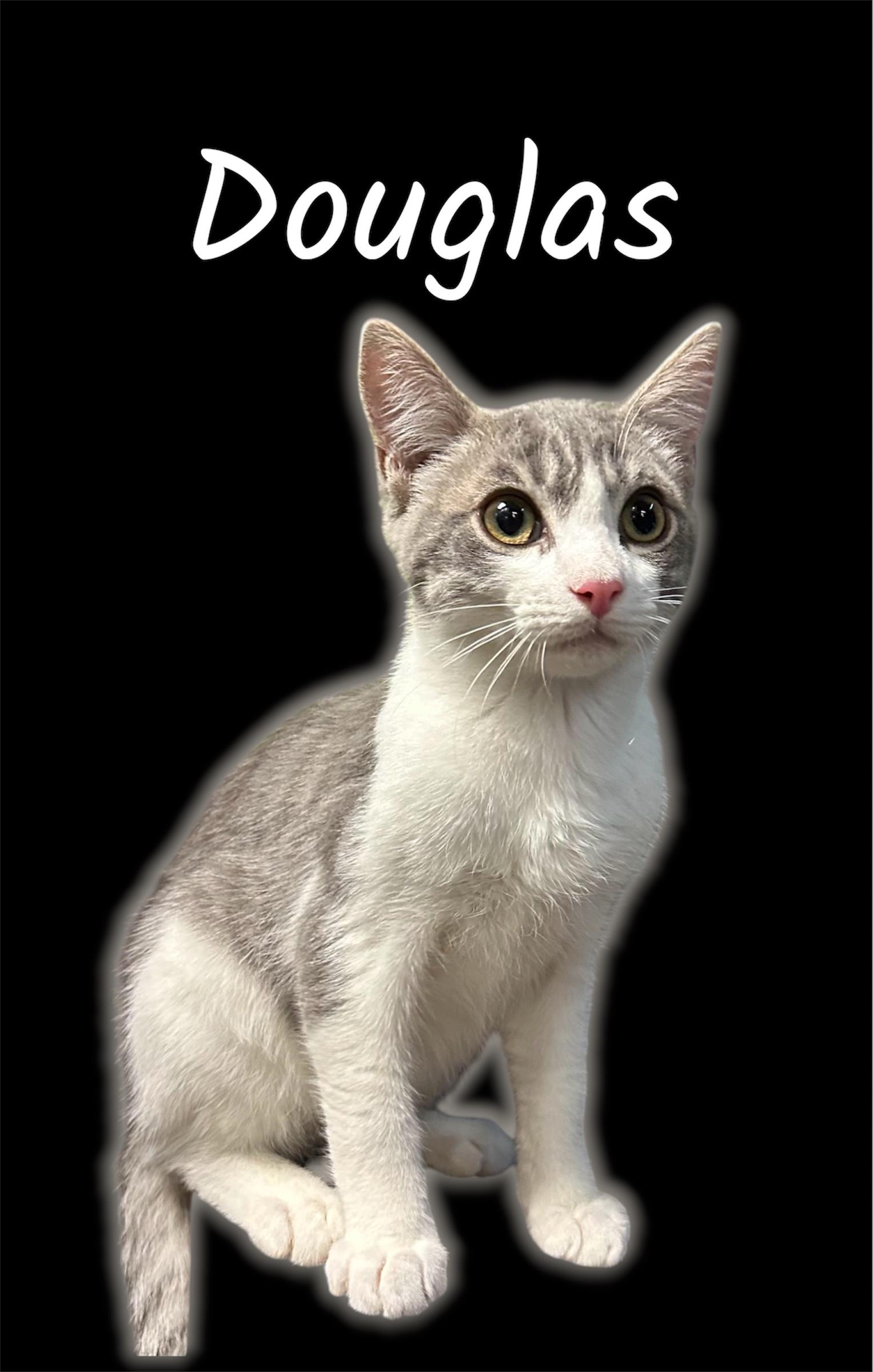 Enlarge Douglas (Bonded with Bart), an adopted Domestic Short Hair in Auburn, CA image 1/1